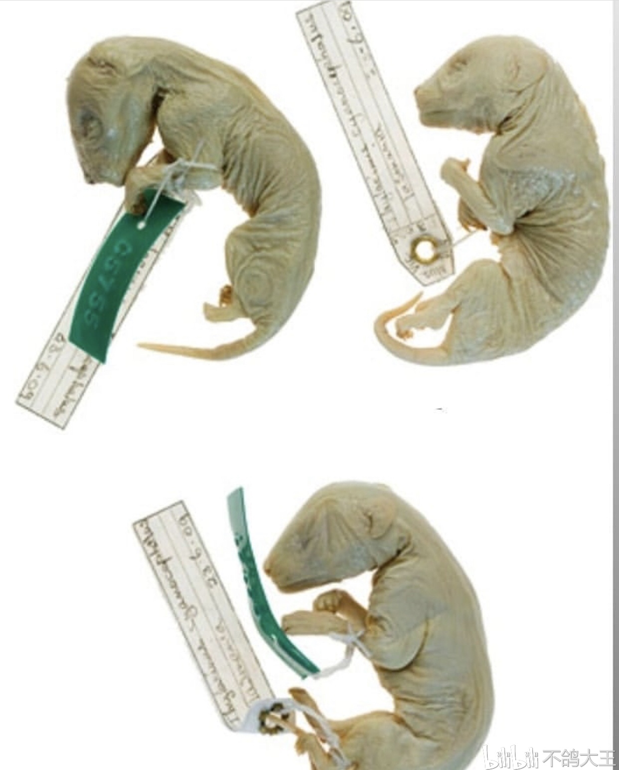 袋狼——灭绝的动物