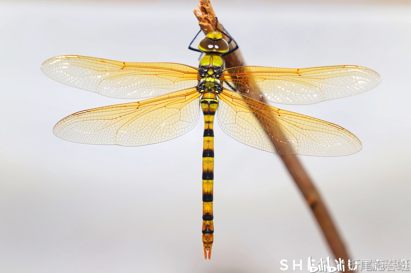 深圳市蜻蜓 差翅亚目 的汇总及一部分种类图鉴