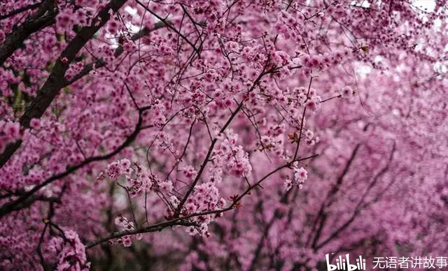 诗词欣赏 陈亮 梅花 以梅咏志 一生反抗金国侵略 哔哩哔哩