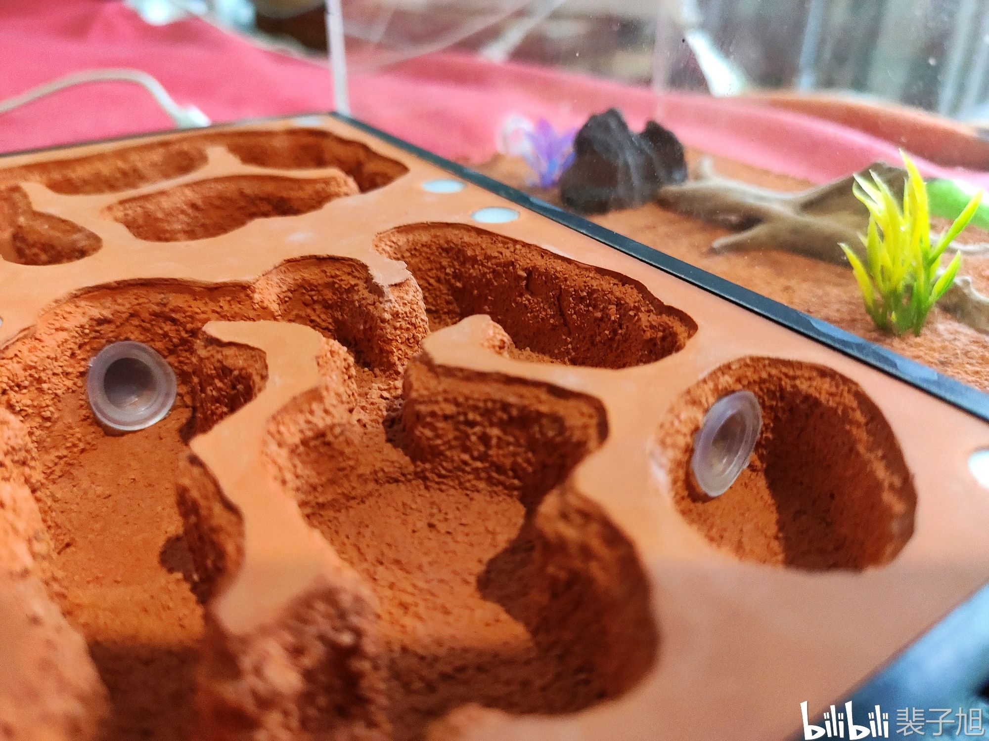 带你了解猎镰猛蚁