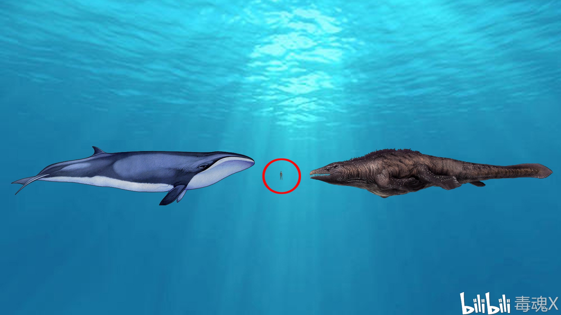 方舟自创生物新须鲸