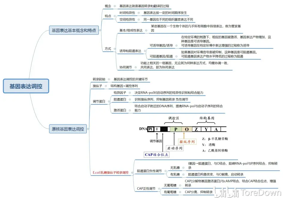 生物化学与分子生物学思维导图 哔哩哔哩
