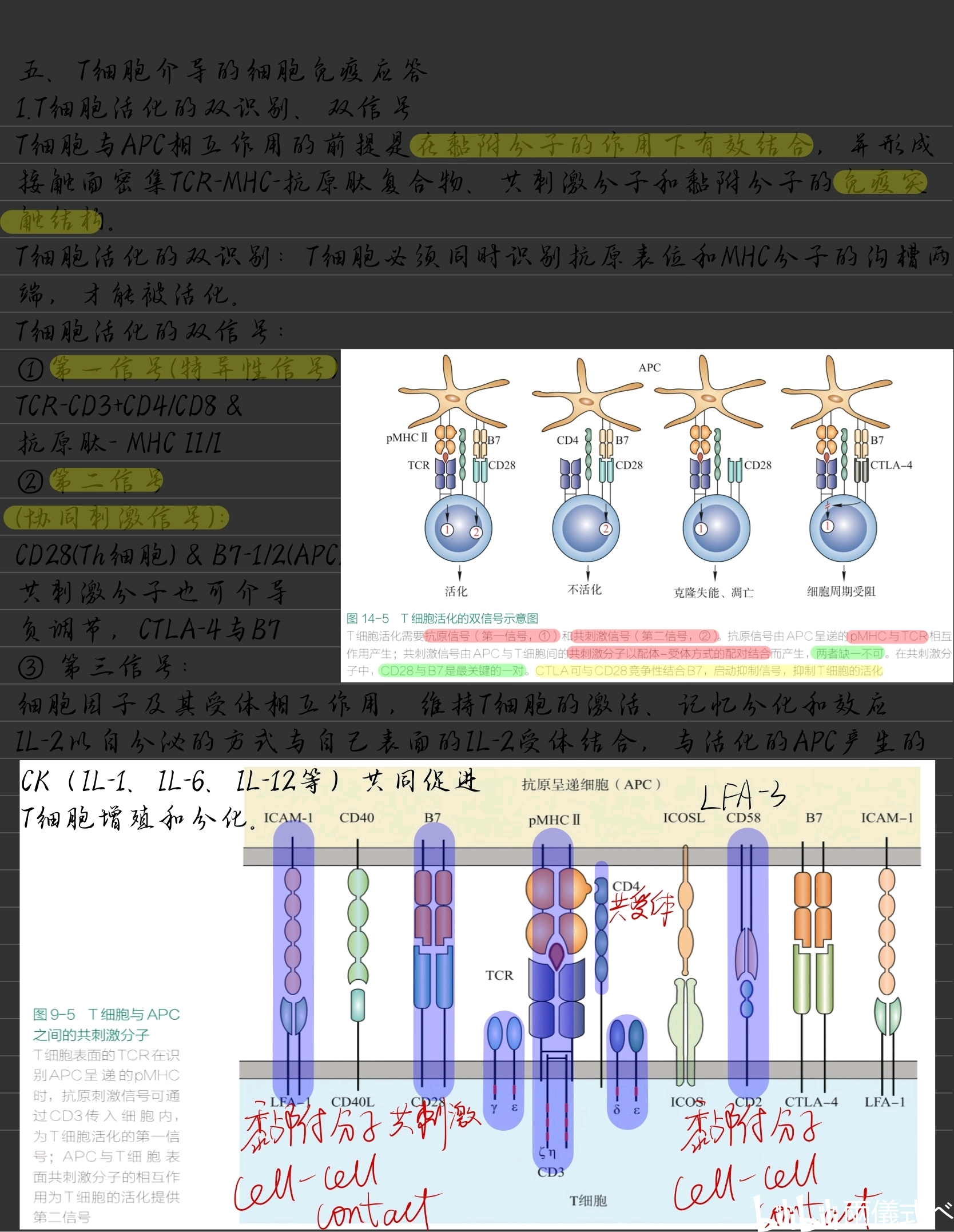 医学免疫学笔记5(适应性免疫应答,固有免疫细胞)