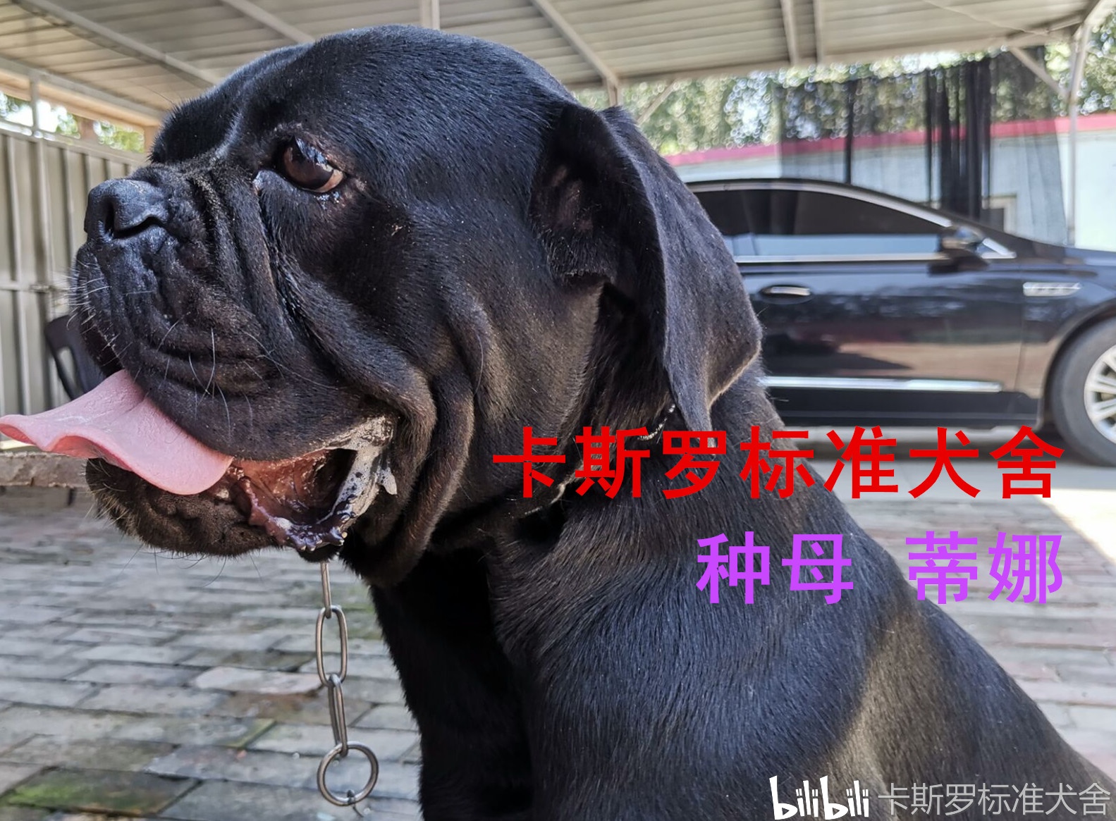 出售纯种卡斯罗幼犬活体大型卡斯罗护卫犬猛犬工作犬双血统卡斯罗-阿里巴巴