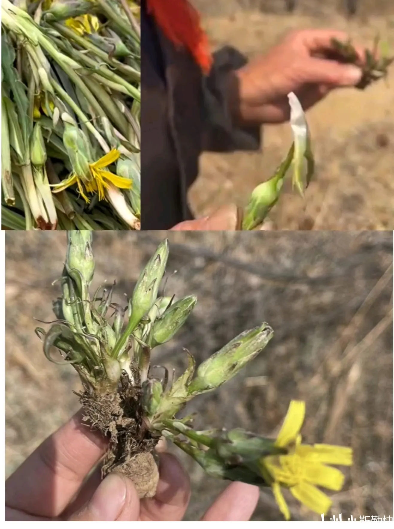 溜溜嘴野菜学名图片