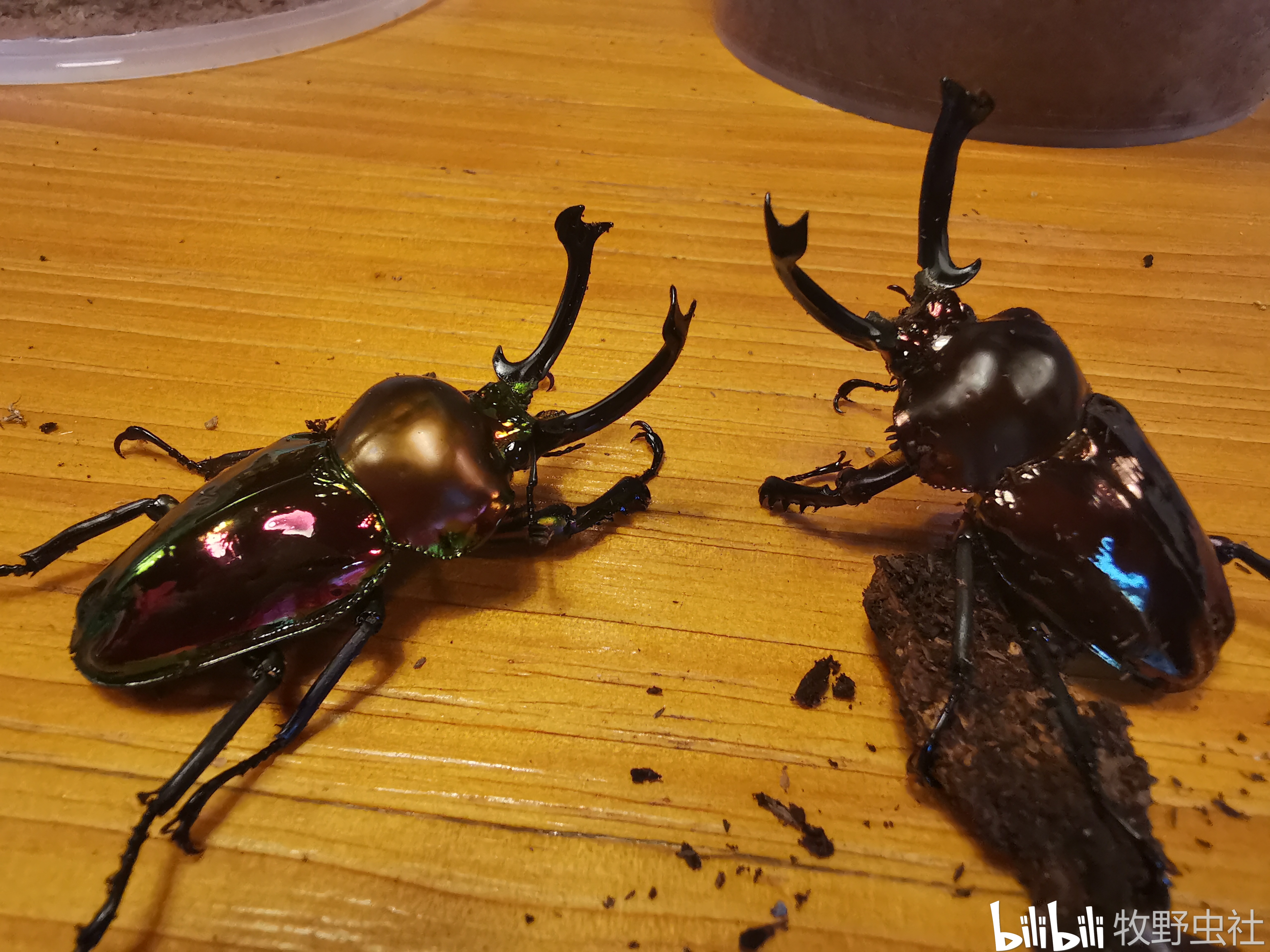 彩虹锹形虫