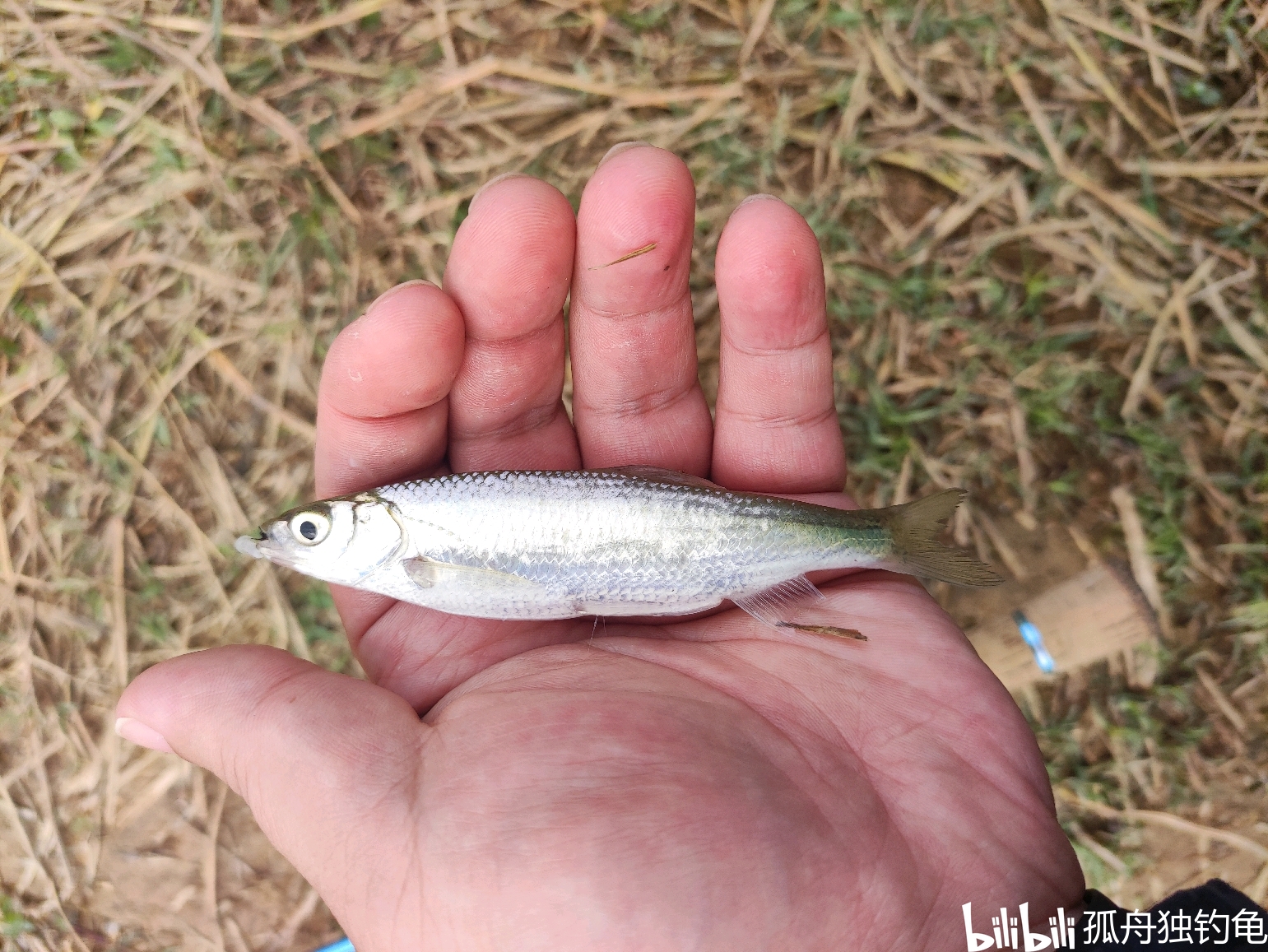 路亚白条,今日鱼获 - 哔哩哔哩