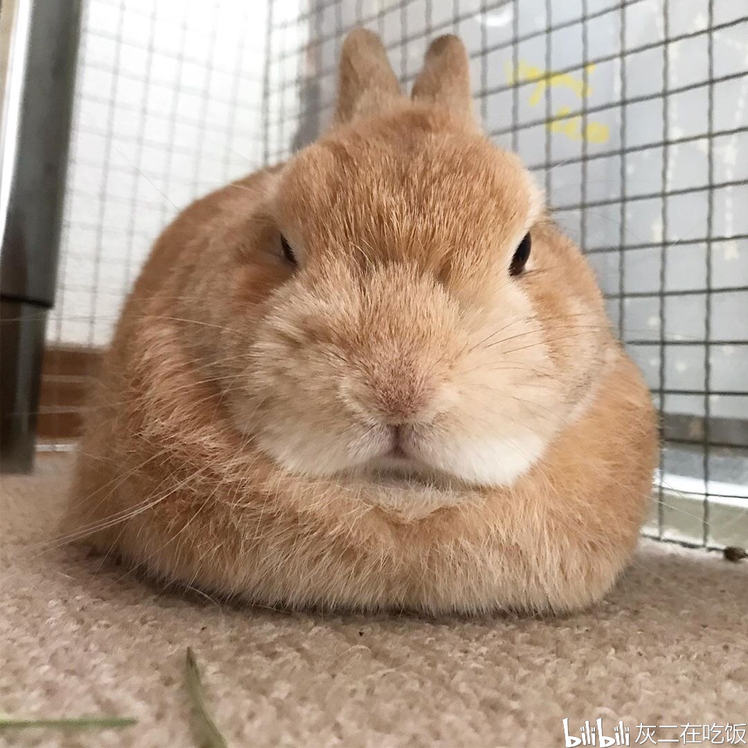 【养兔知识】兔兔会闭着眼睛睡觉吗?让你了解
