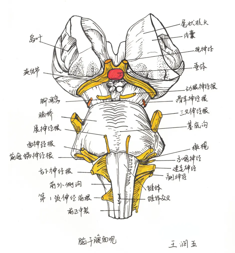 脑干腹侧面图片