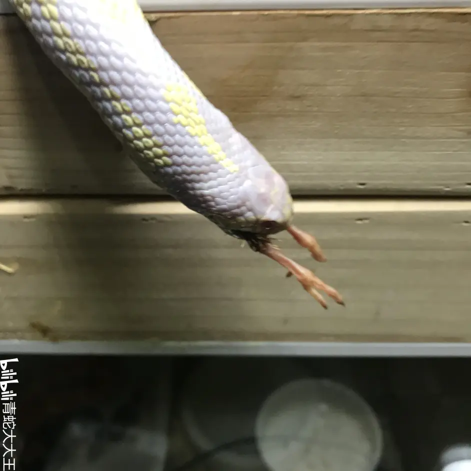 饲养玩具蛇和常见蛇类要多大的箱子 哔哩哔哩