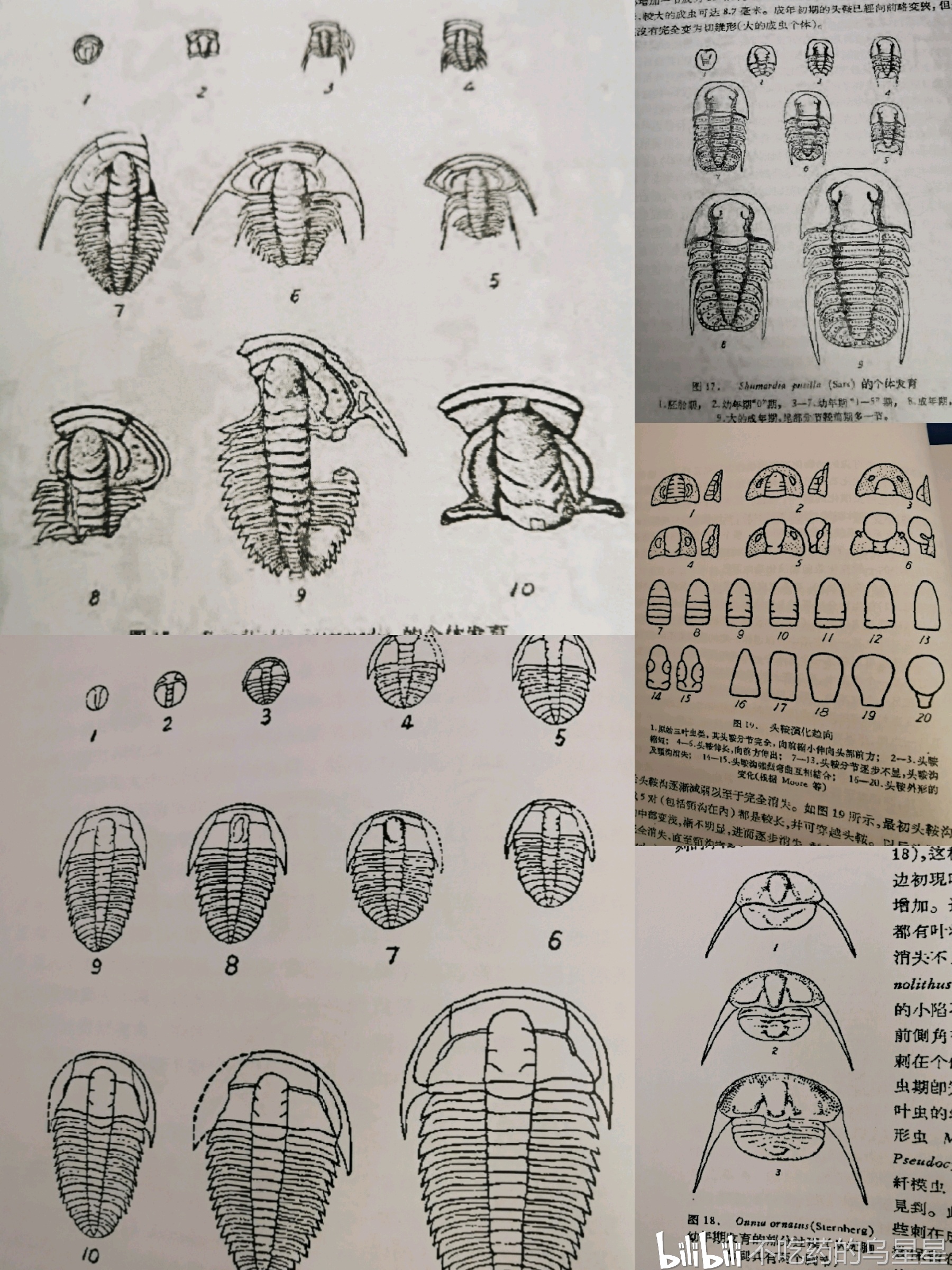 三叶虫结构图图片