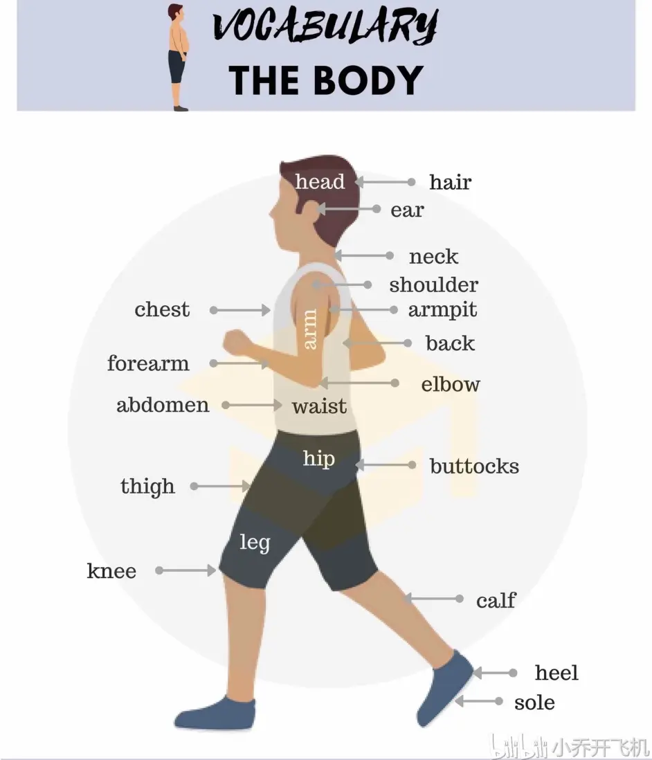 身体各个部位的英文parts Of The Body 哔哩哔哩