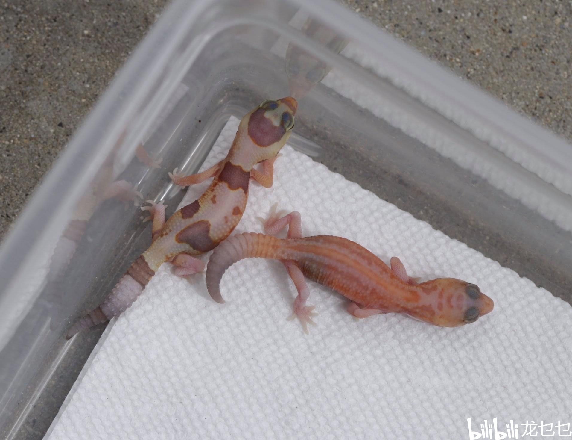 生活 日常 国外肥尾守宫欣赏1最 近会开始做一系列