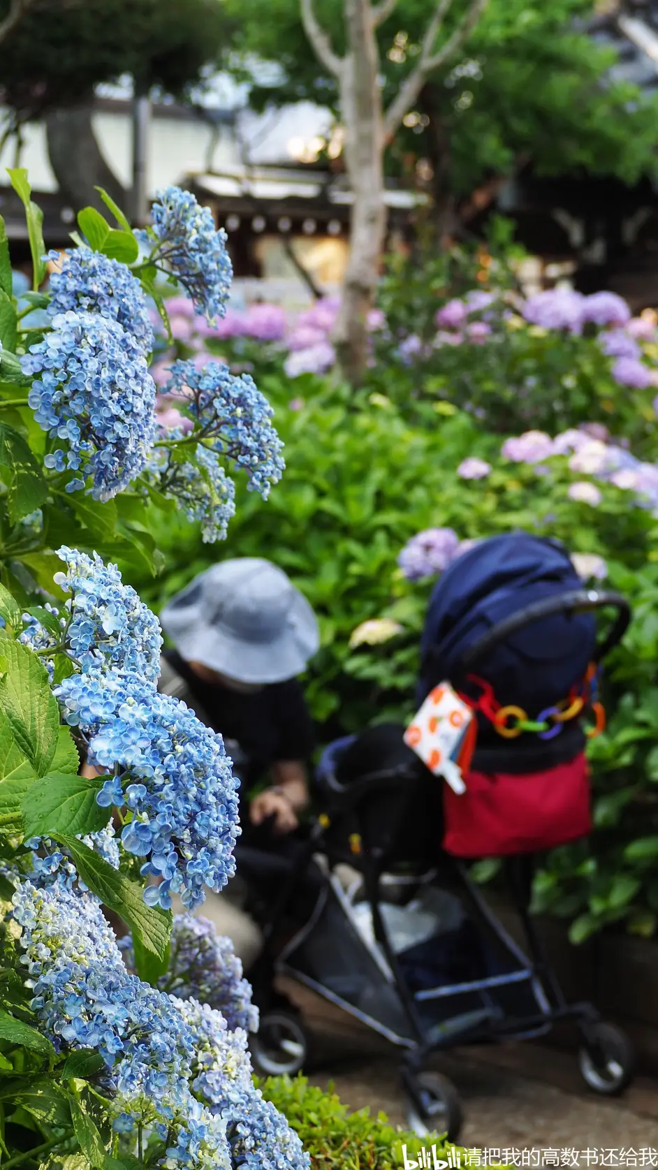 雨后 紫陽花in 白山神社 哔哩哔哩