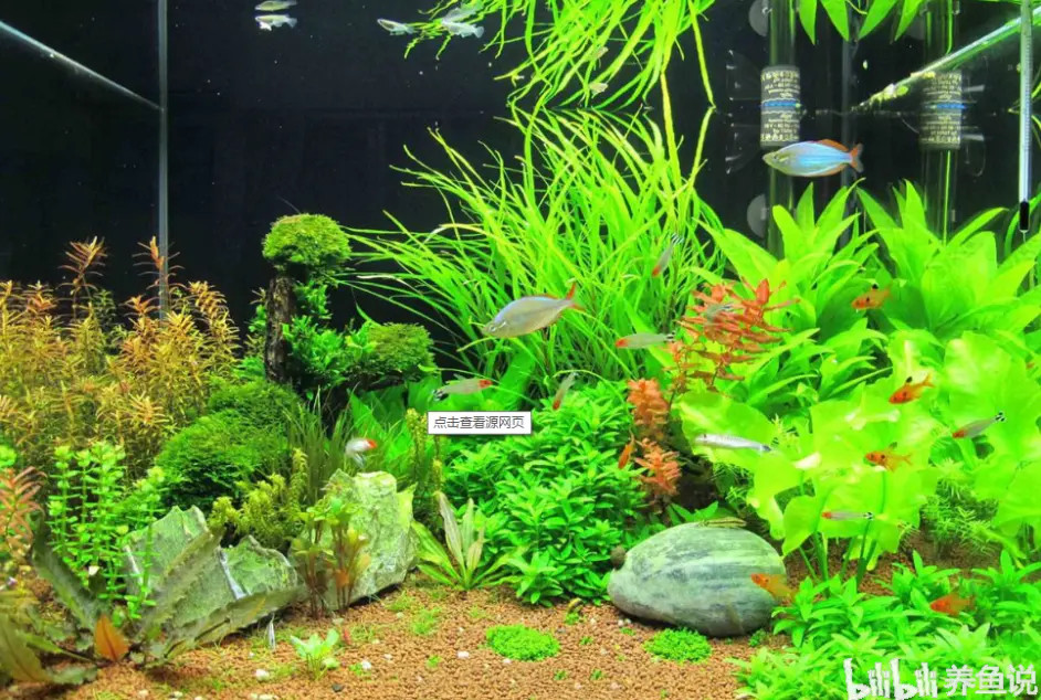 鱼缸水草为啥会烂掉 鱼缸植物与水的兼容性浅析 水草上下叶区别 哔哩哔哩