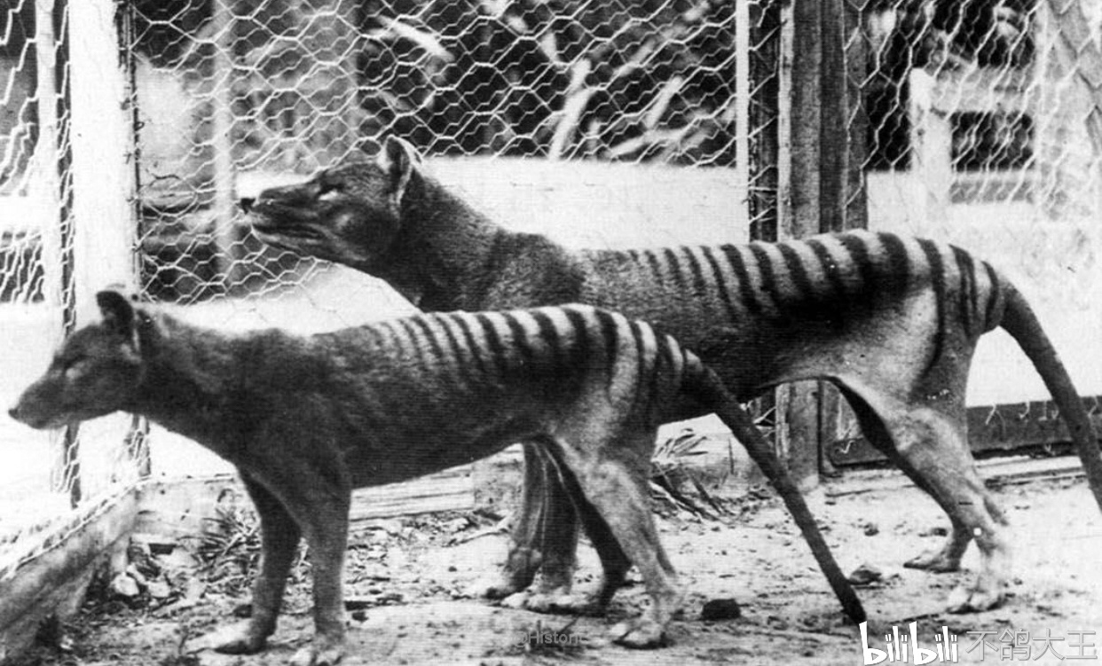 袋狼——灭绝的动物