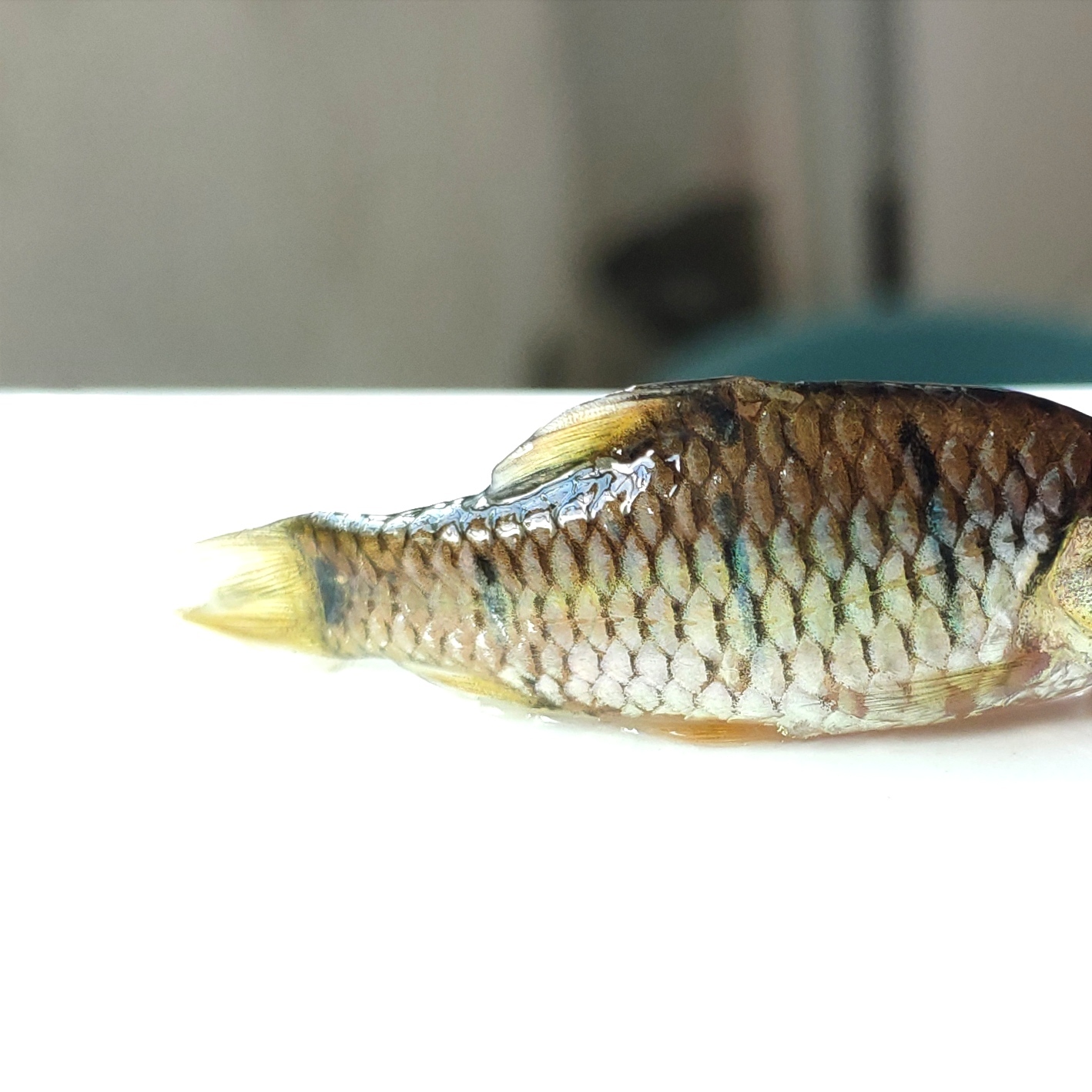 溪流原生鱼欣赏——条纹小鲃 - 哔哩哔哩