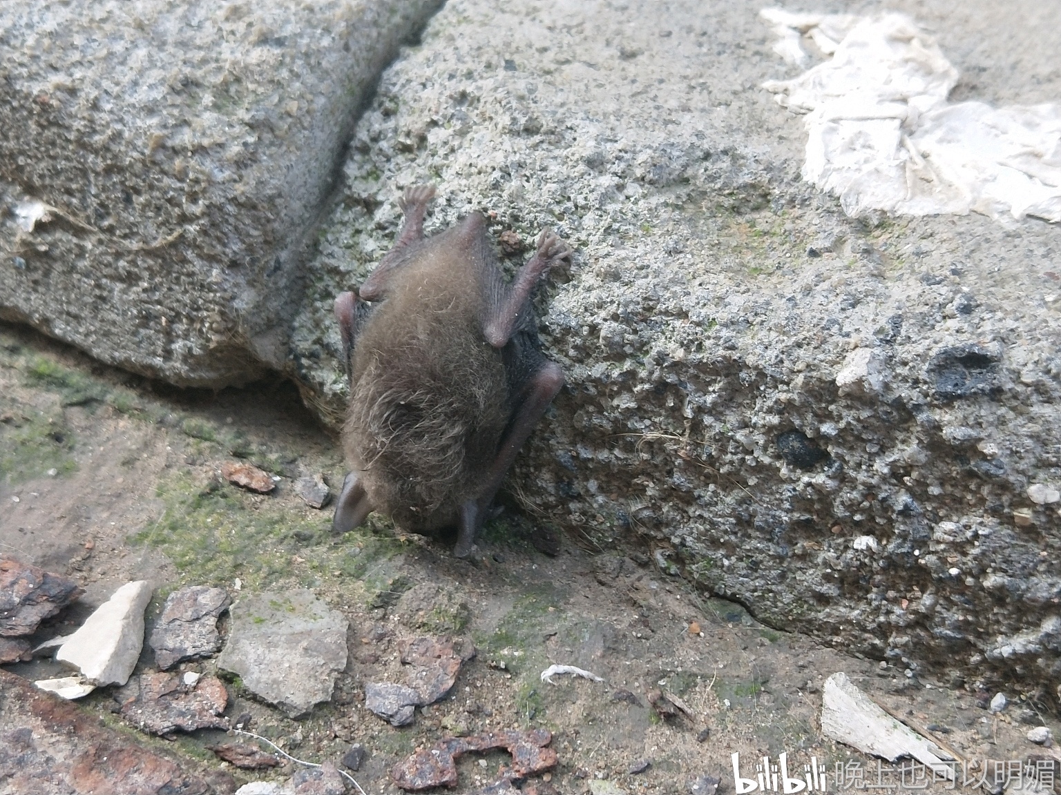 你们的猫会不会邀功---会抓蝙蝠的萌宠