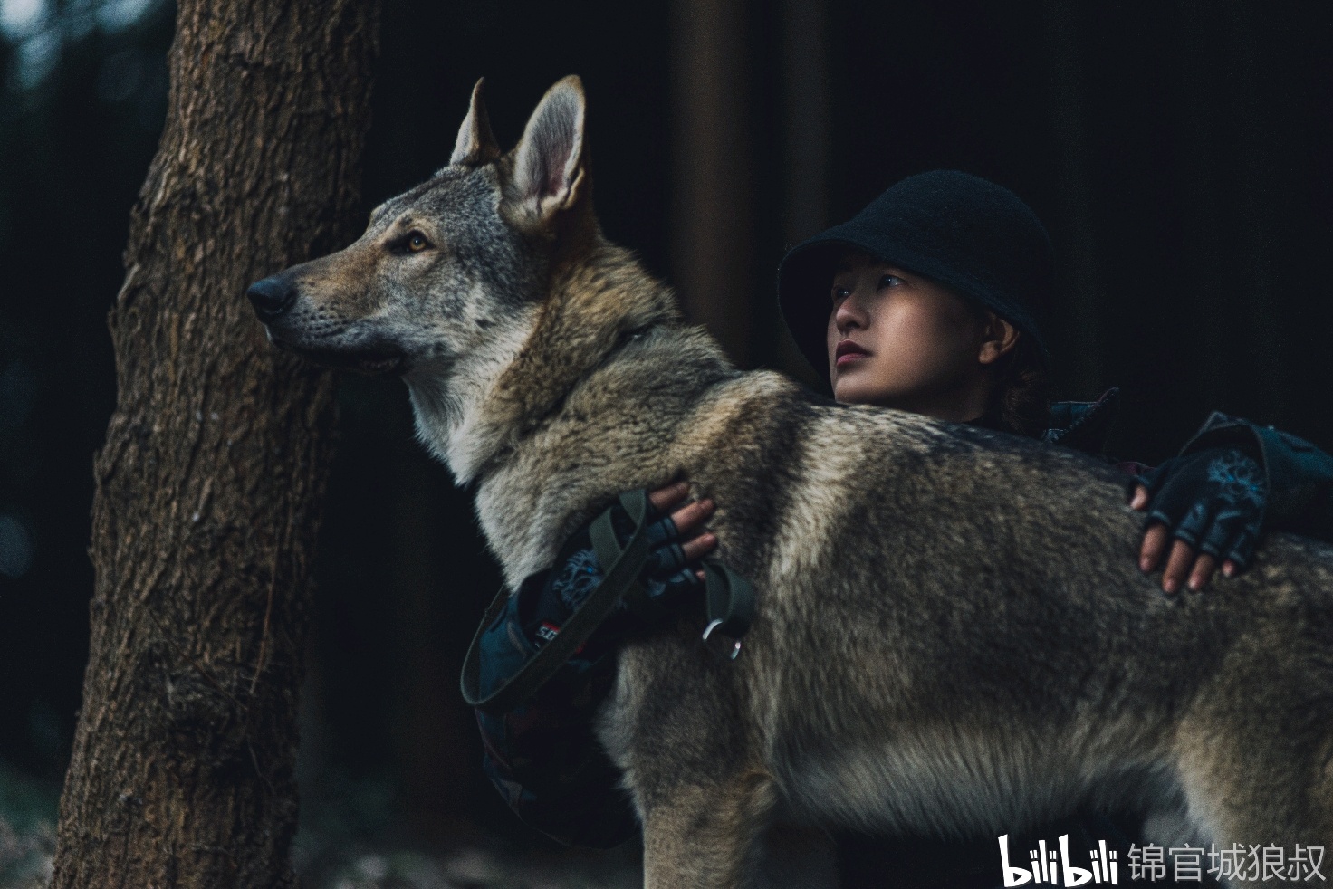 养捷克狼犬是怎样一种体验？