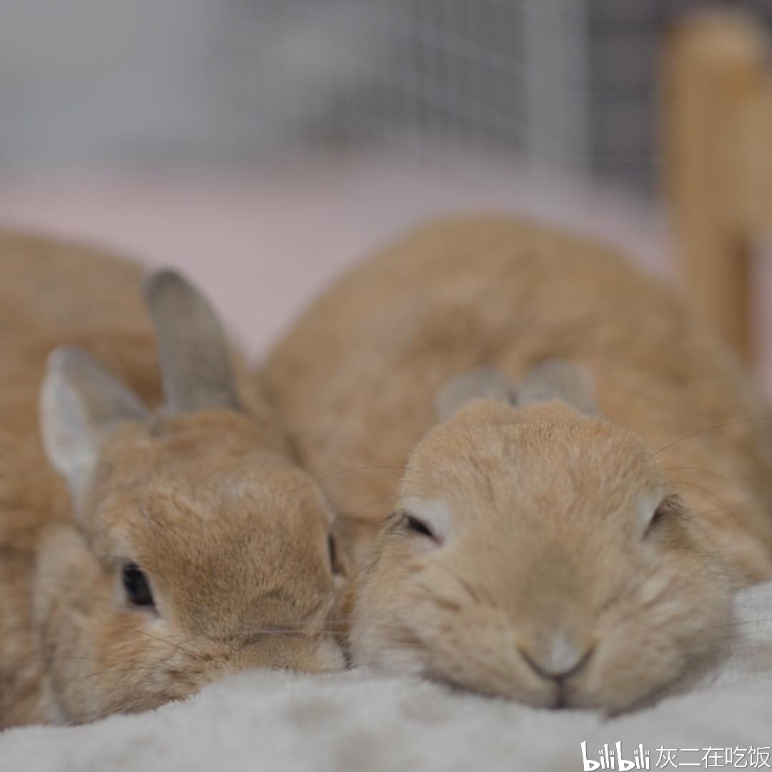 【养兔知识】兔兔会闭着眼睛睡觉吗?让你了解