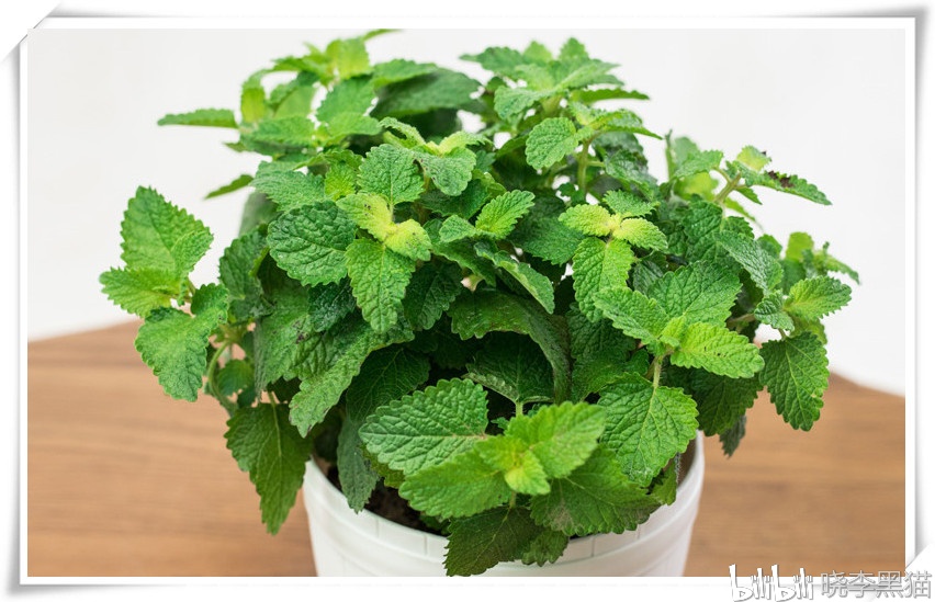猫草还是猫薄荷猫咪吃草也保健趁着天气回暖给猫主子们种起来