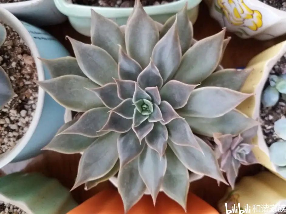 第4种多肉植物记录 黑门萨 摩羯座 拟石莲花属 哔哩哔哩