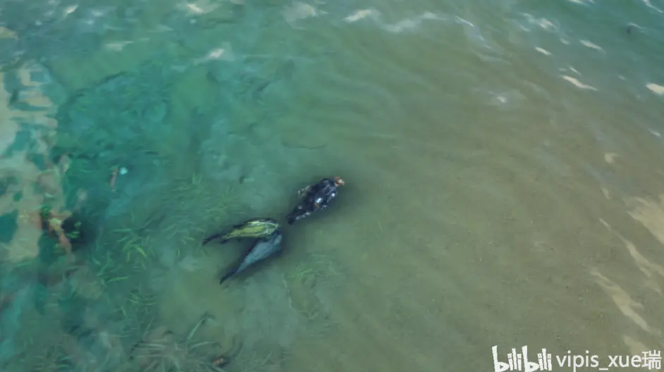 方舟生存进化生物篇 腔棘鱼 食人鱼 剑齿鲑鱼 哔哩哔哩