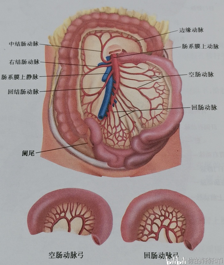 腹主动脉分支图片