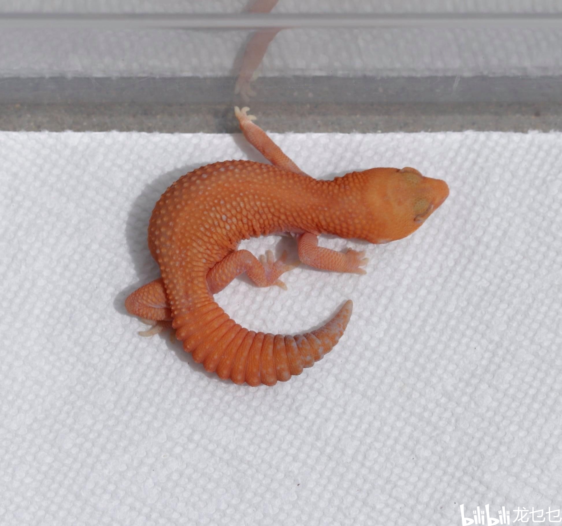 国外肥尾守宫欣赏1