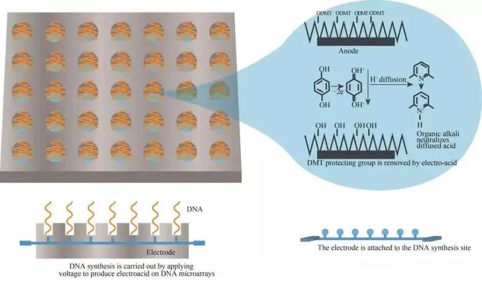 微课堂 Dna微阵列原位化学合成 哔哩哔哩