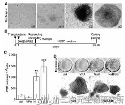 Ips Cell 诱导性多能干细胞 哔哩哔哩