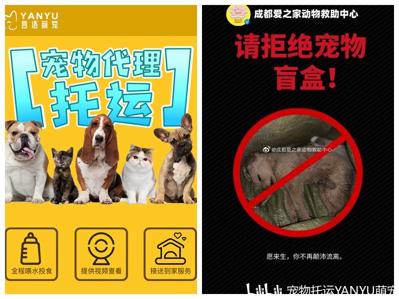 哈希娱乐- 哈希游戏平台- 哈希游戏官方网站带宠物出行新选择！铁路宠物托运服务迎来高峰