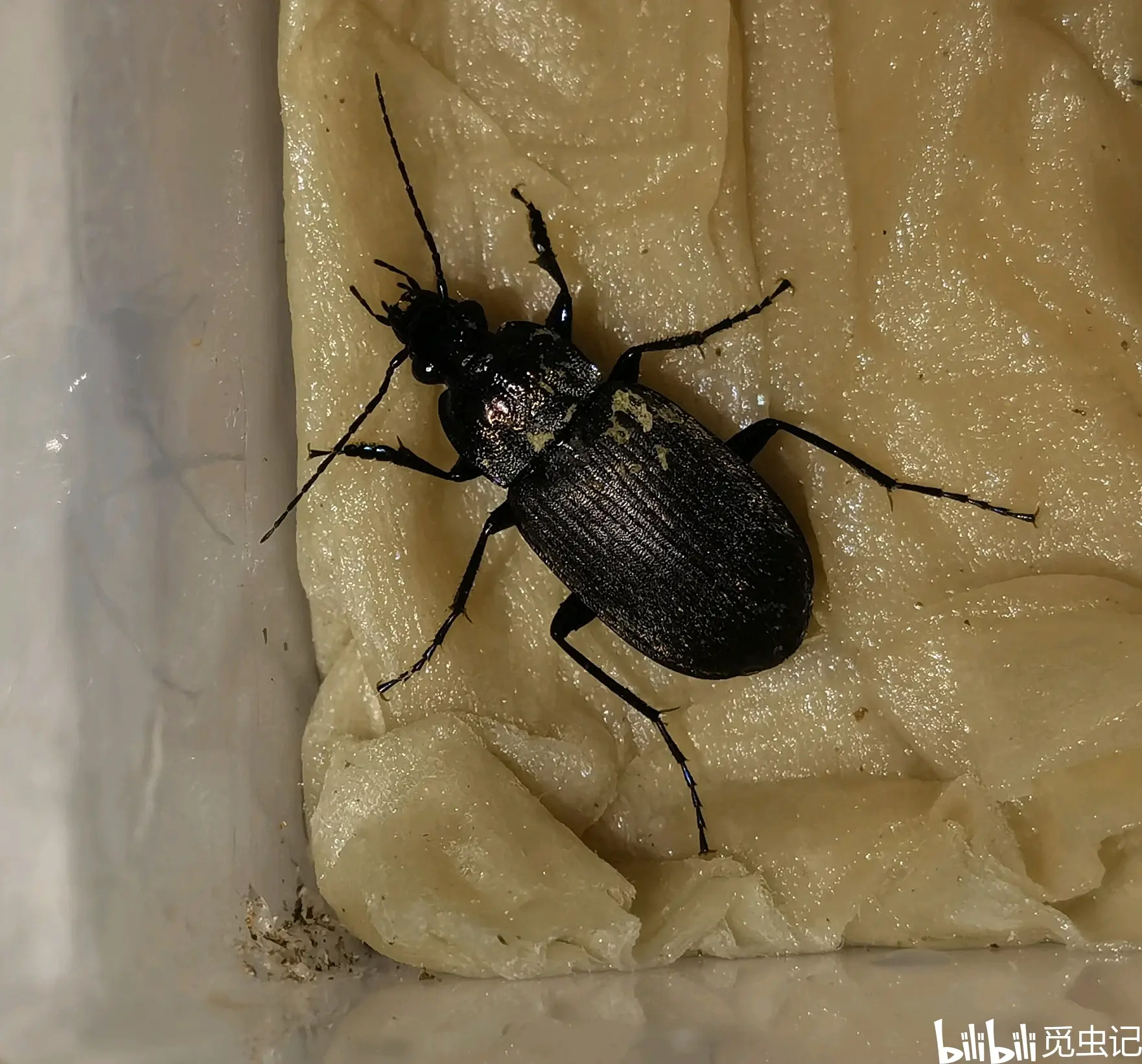 9.角唇步甲euschizomerus sp10.巨暗步甲amara gigantea11