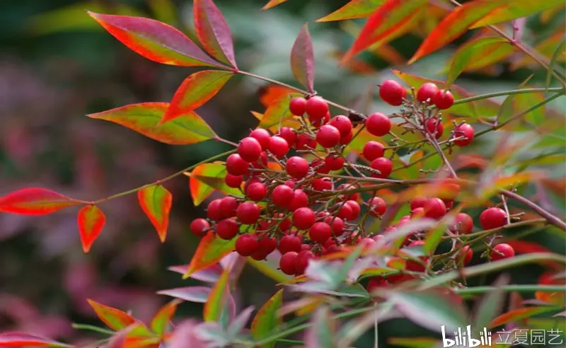 这花天气越冷越红火 养在室外都冻不死 结出果子更喜庆 哔哩哔哩