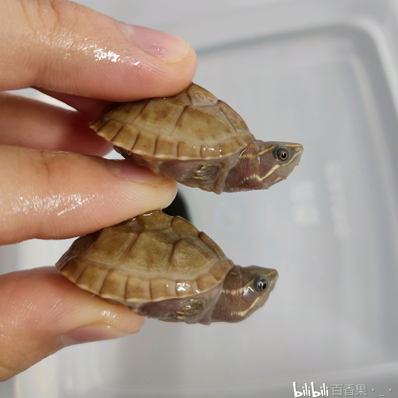 五彩缤纷的变异麝香龟