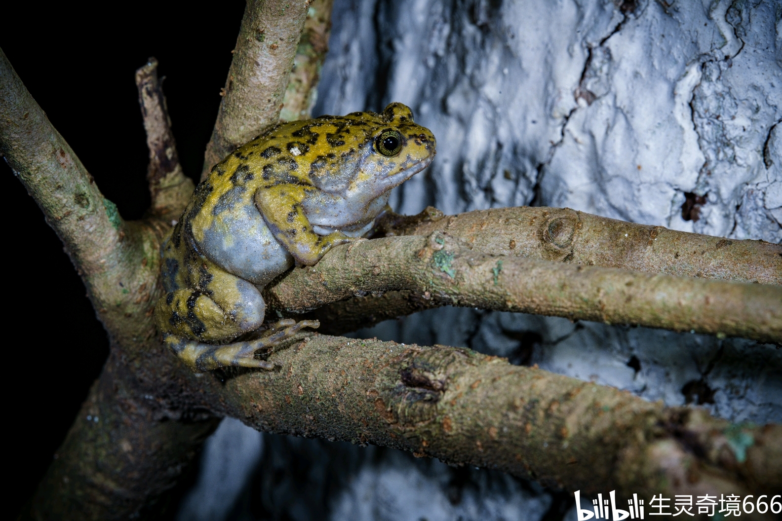 等待雨水降临的四川狭口蛙!