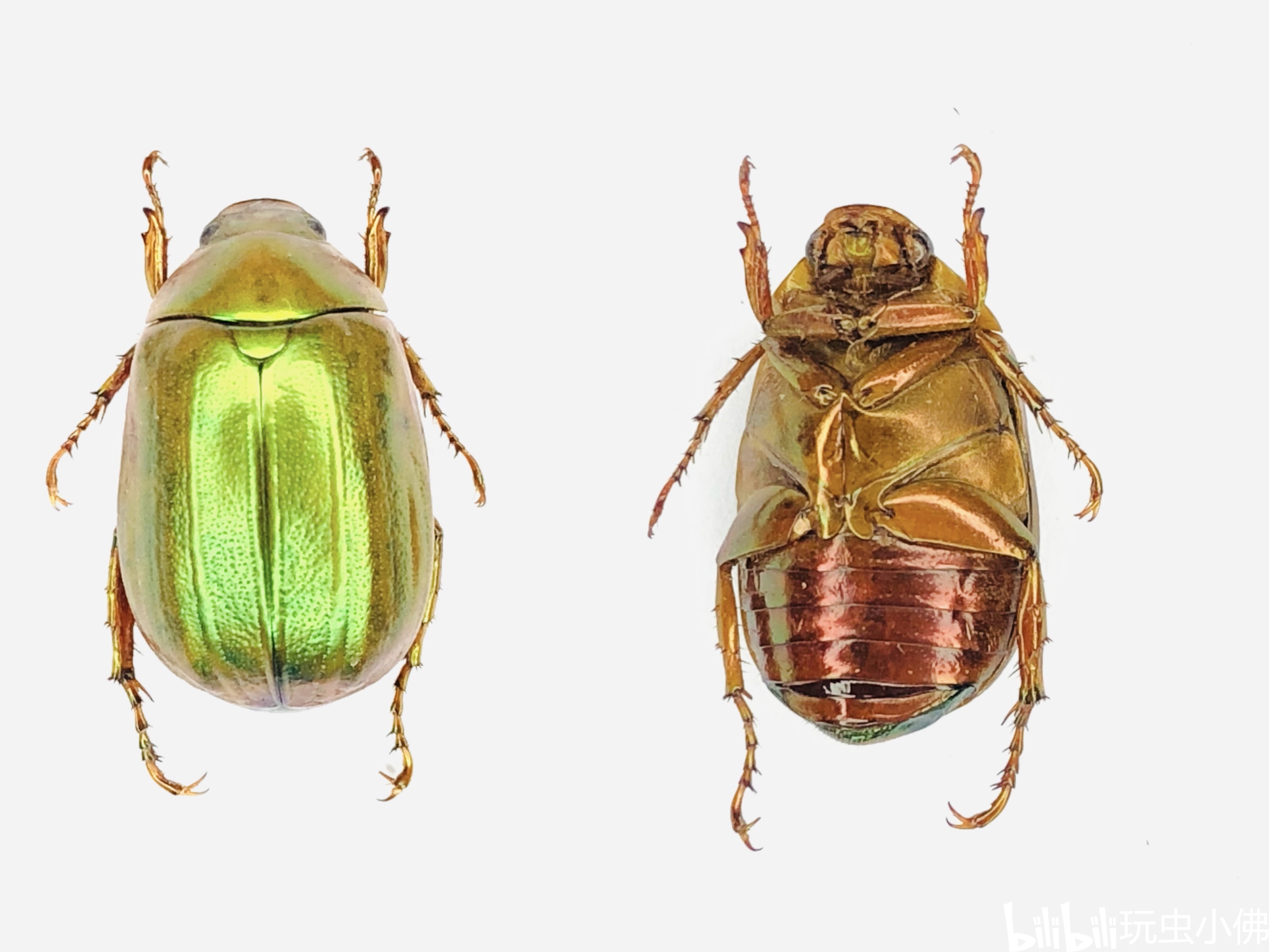 彩丽金龟属(mimela)3月25日 在白云区流溪河附近发现荔枝都开花了 扫