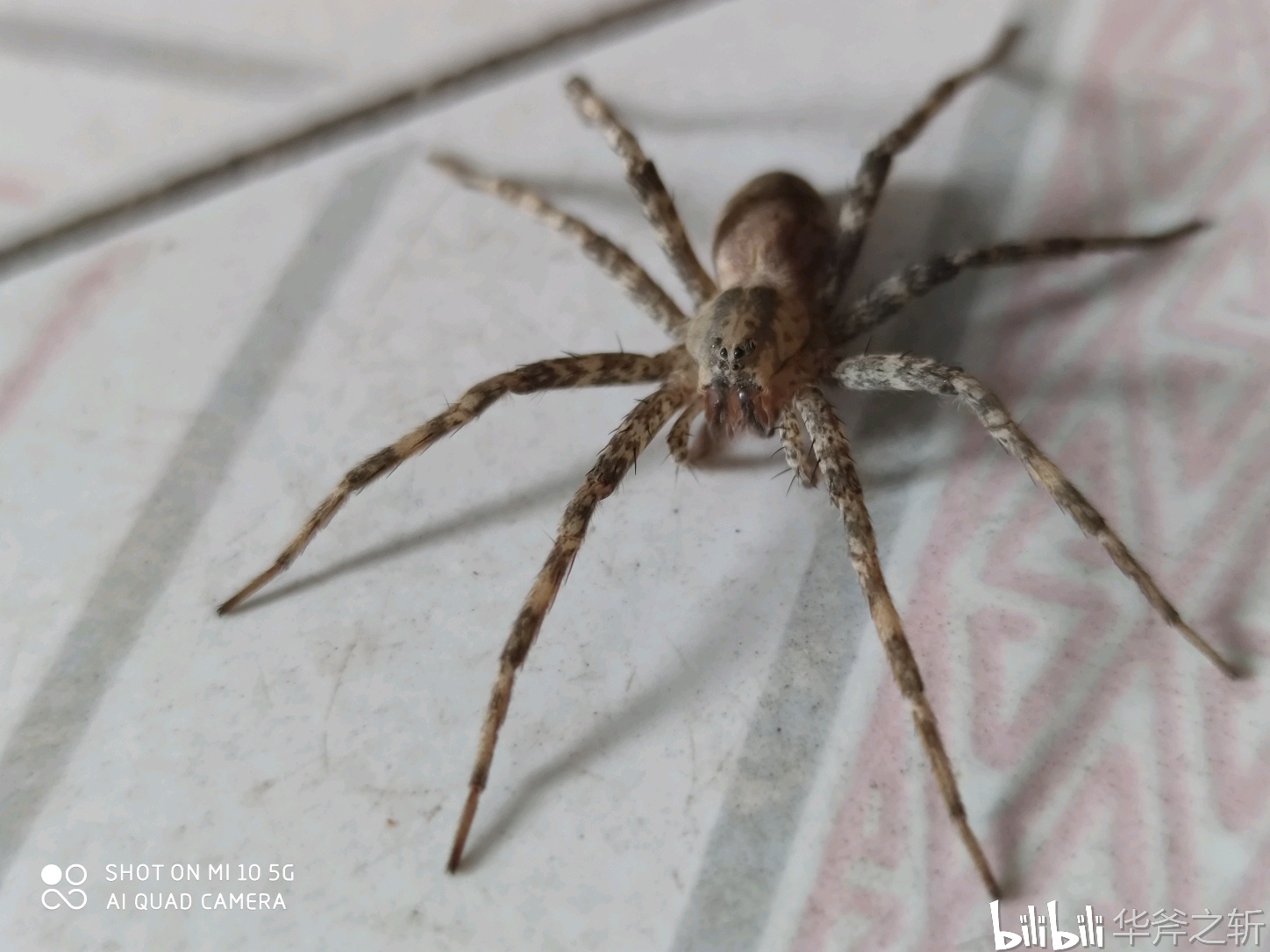 某种大盗蛛.