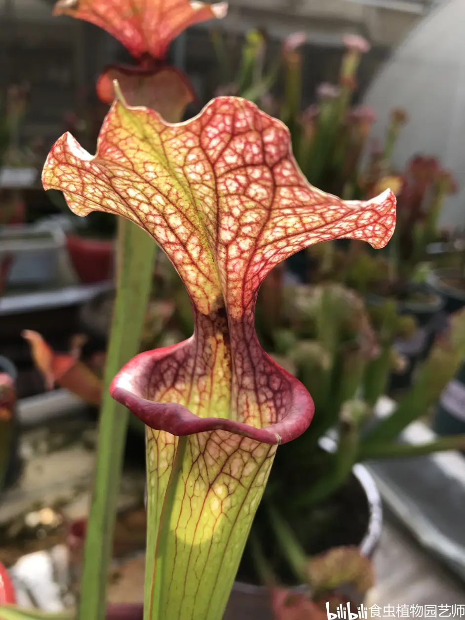食虫植物瓶子草 Sarracenia Adrian Slack Mk H113瓶子草简称as 哔哩哔哩
