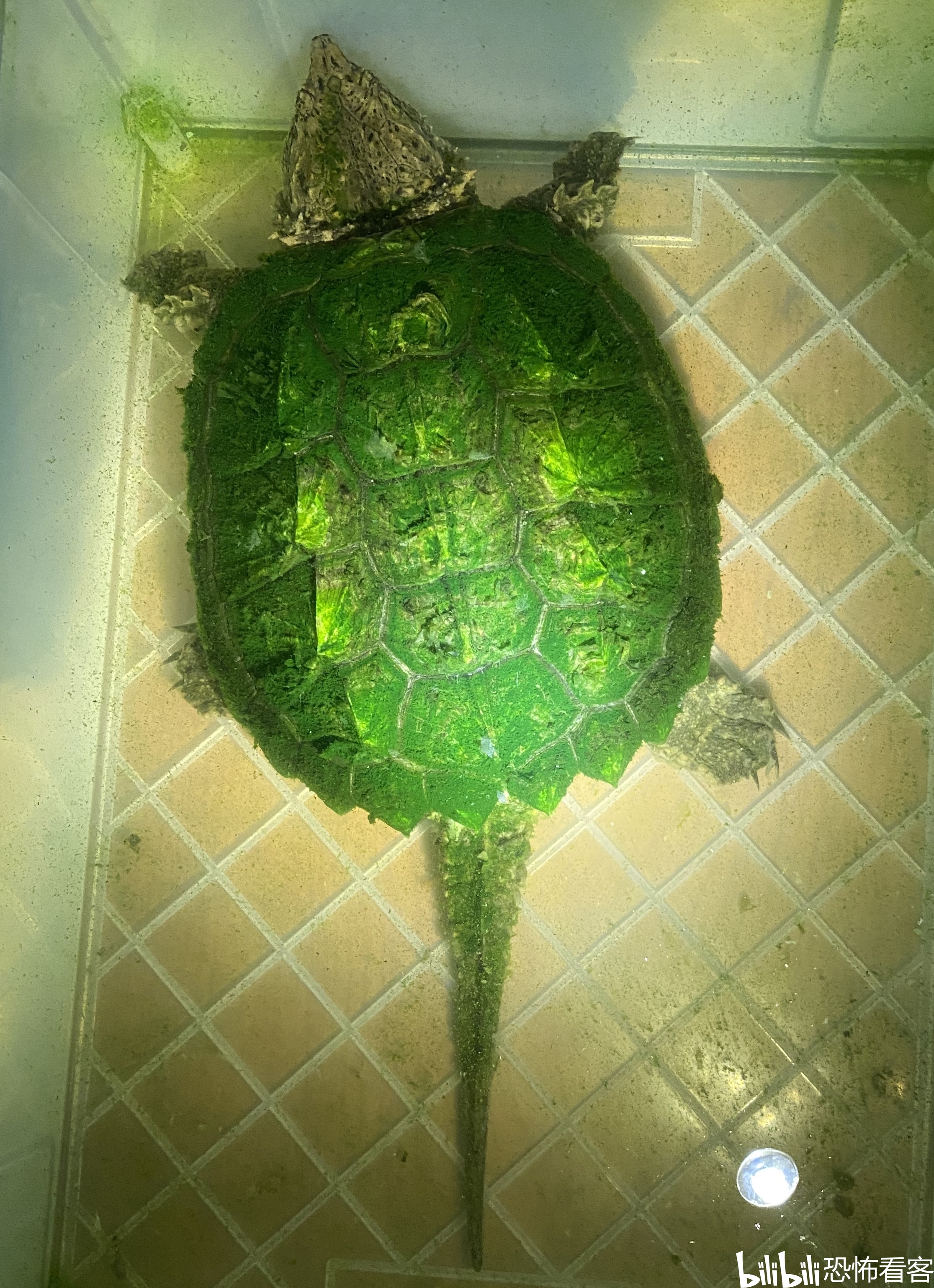 【大小杂鳄龟】穆托的饲养(6)