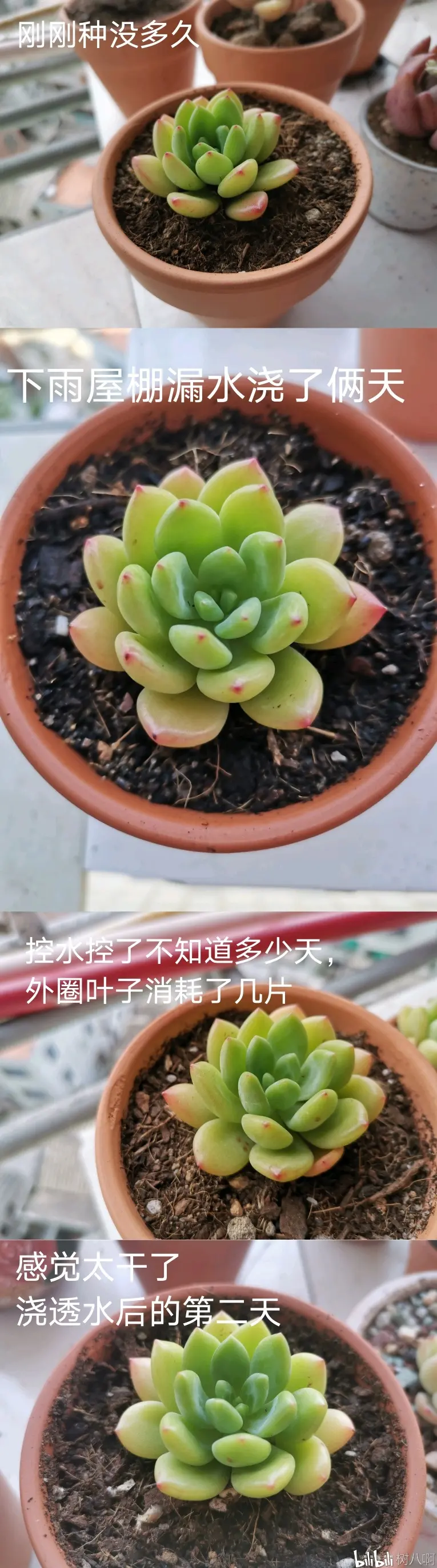 多肉萌新的 被迫 控水尝试 哔哩哔哩