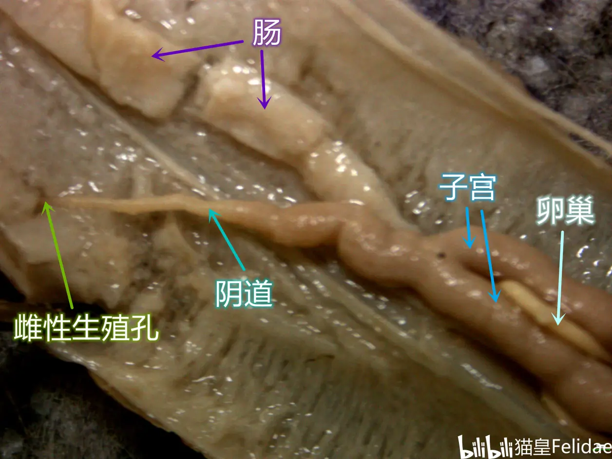 普通生物学实验报告6——无脊椎动物的解剖观察
