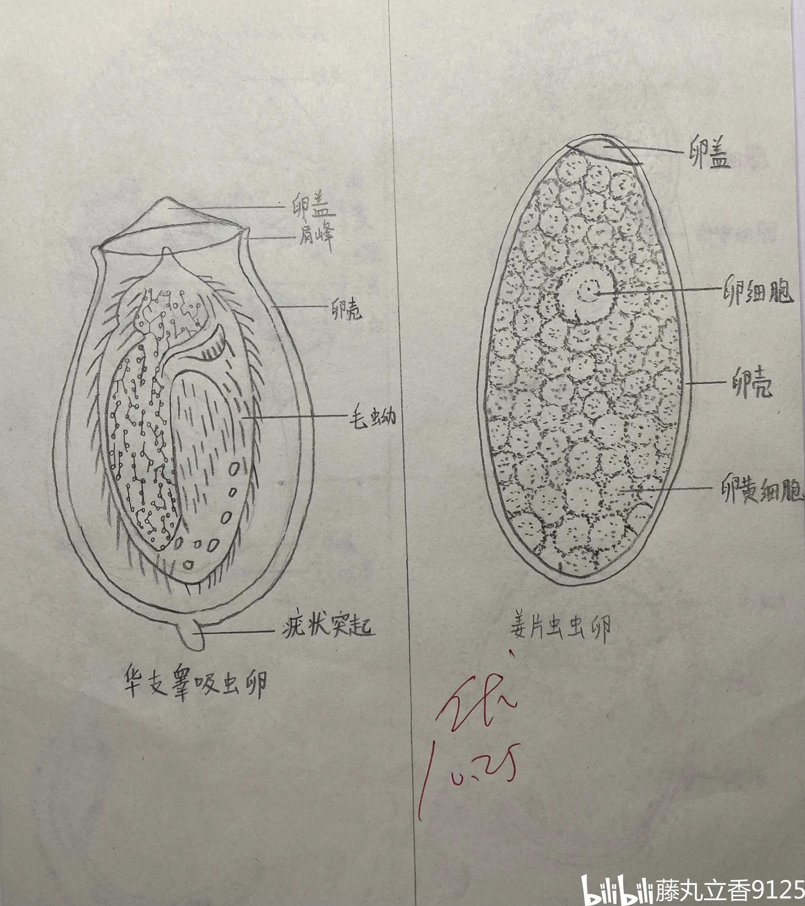 寄生虫形态学绘图图片