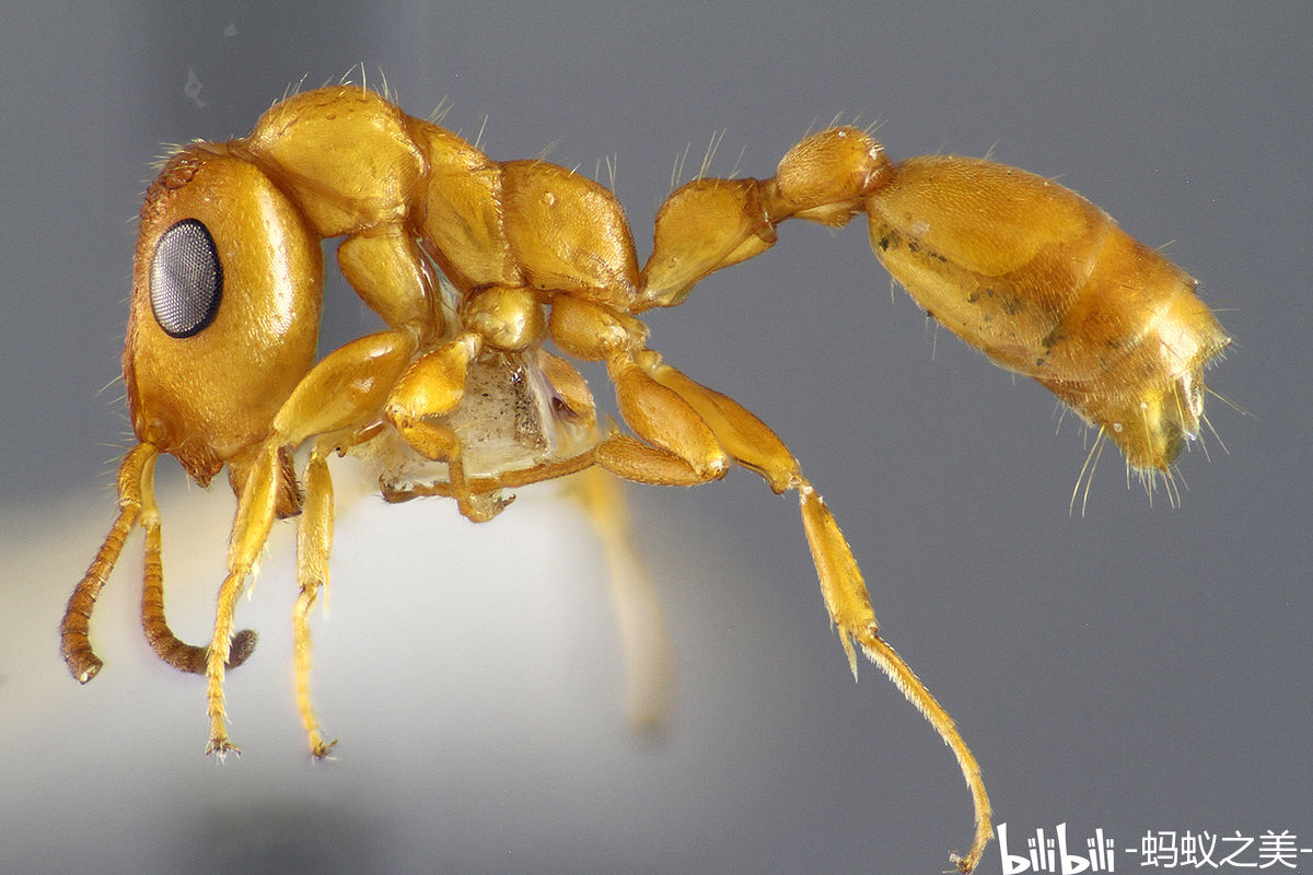 微距最小的蚂蚁，，，，切叶蚁。。。。。。|摄影|风光摄影|瓜哥微距摄影 - 原创作品 - 站酷 (ZCOOL)