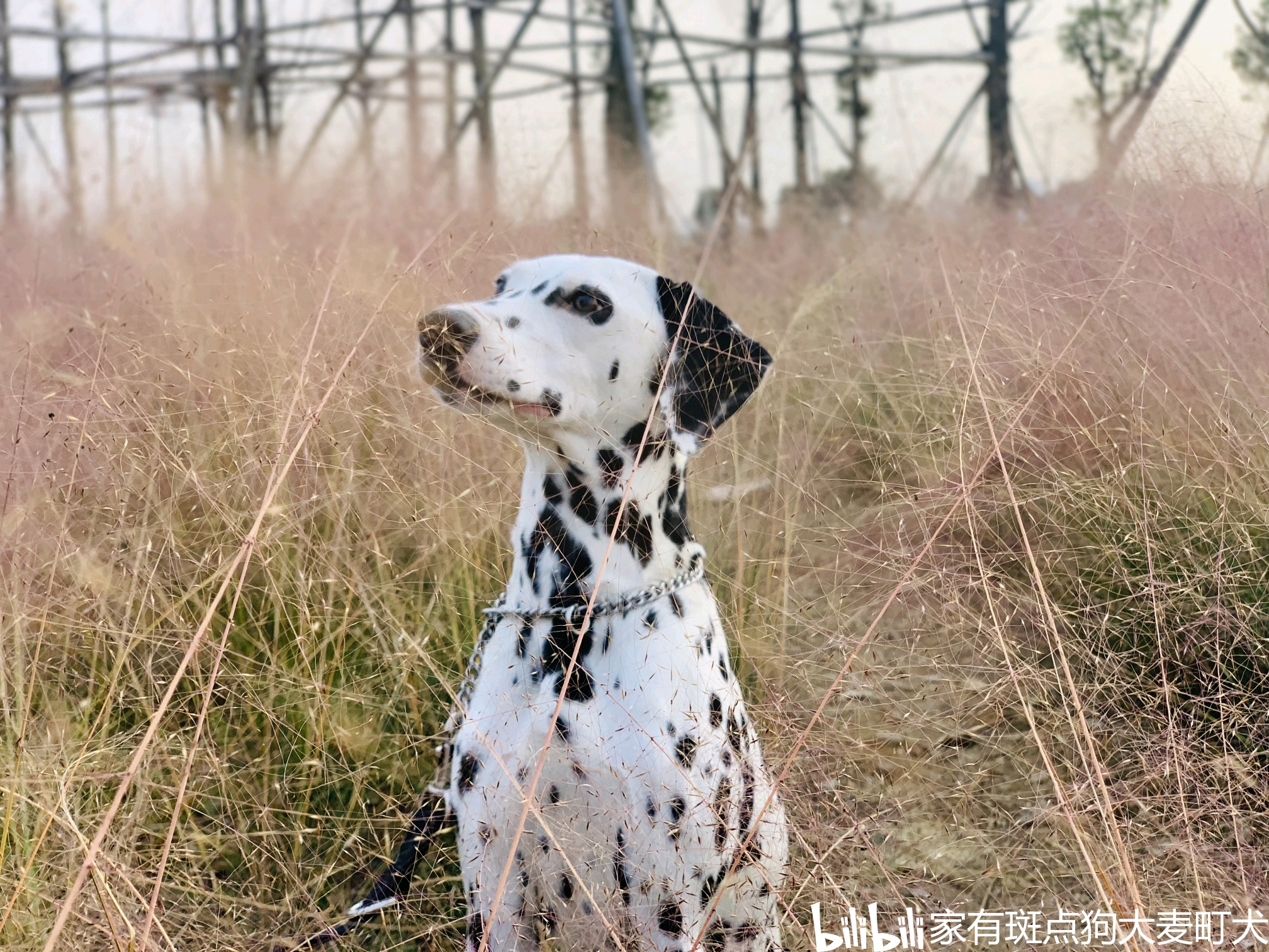 我们斑点狗是友好的,是友善的,缺点是有的,我们不可否认,不能说