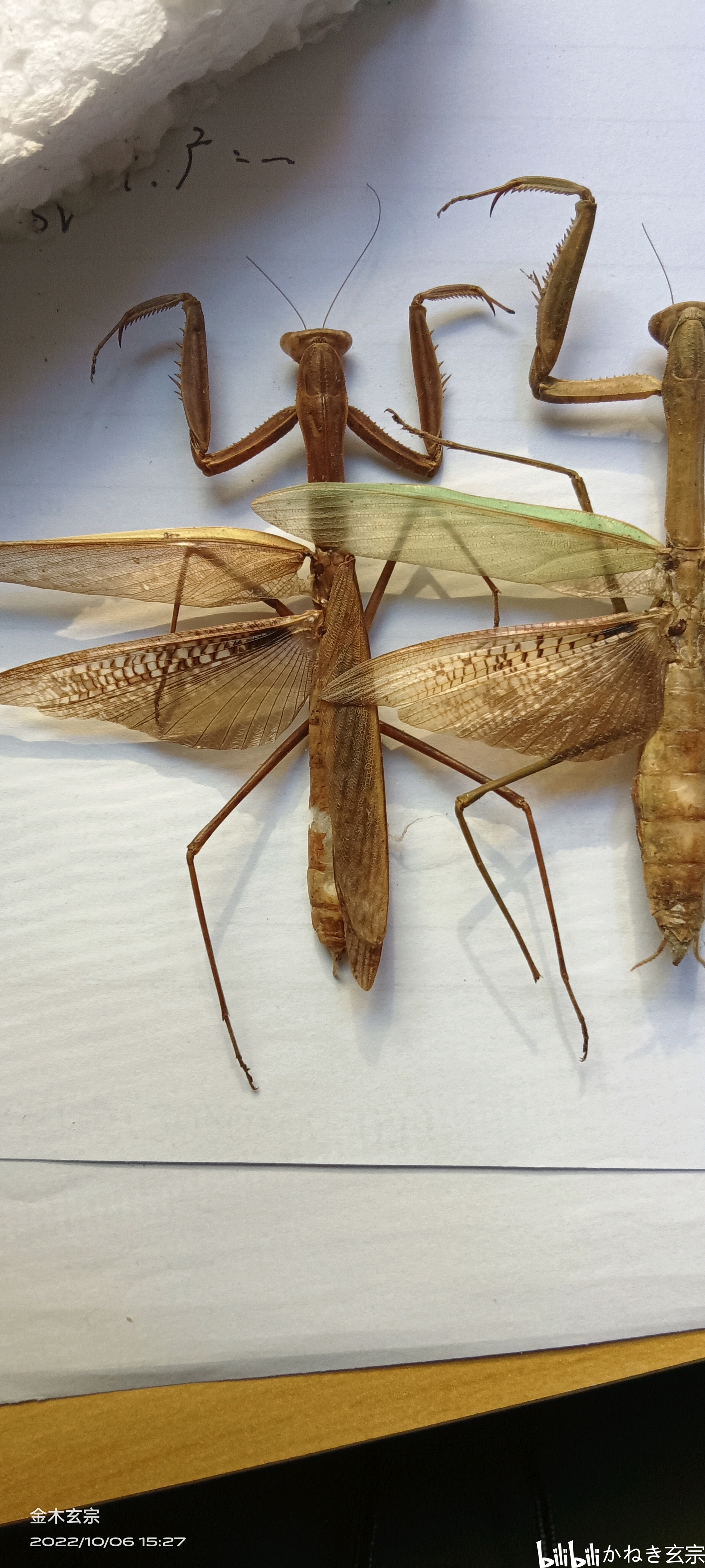 中华刀螳和枯叶刀螳的部分对比海南未定种刀螳 - 哔哩哔哩