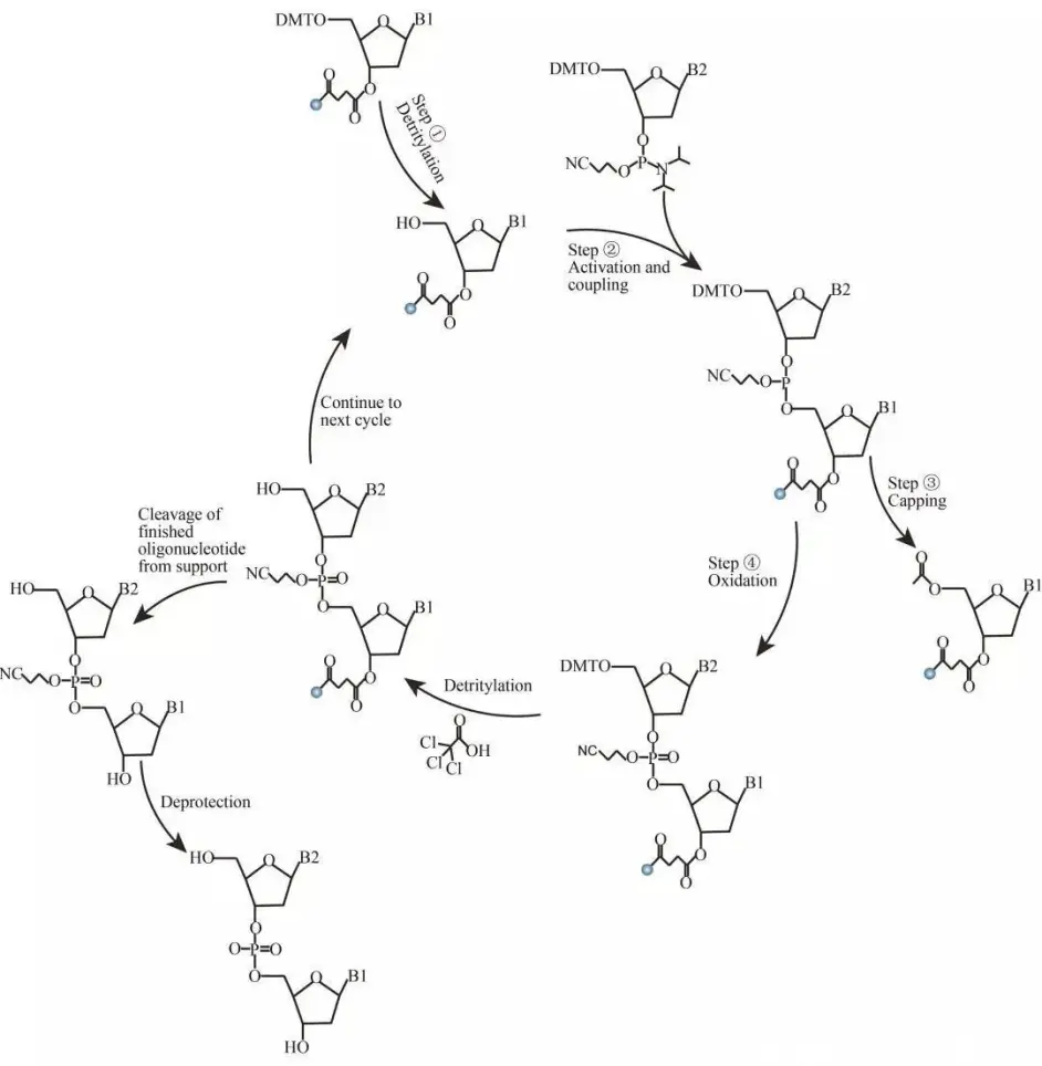 微课堂 Dna微阵列原位化学合成 哔哩哔哩