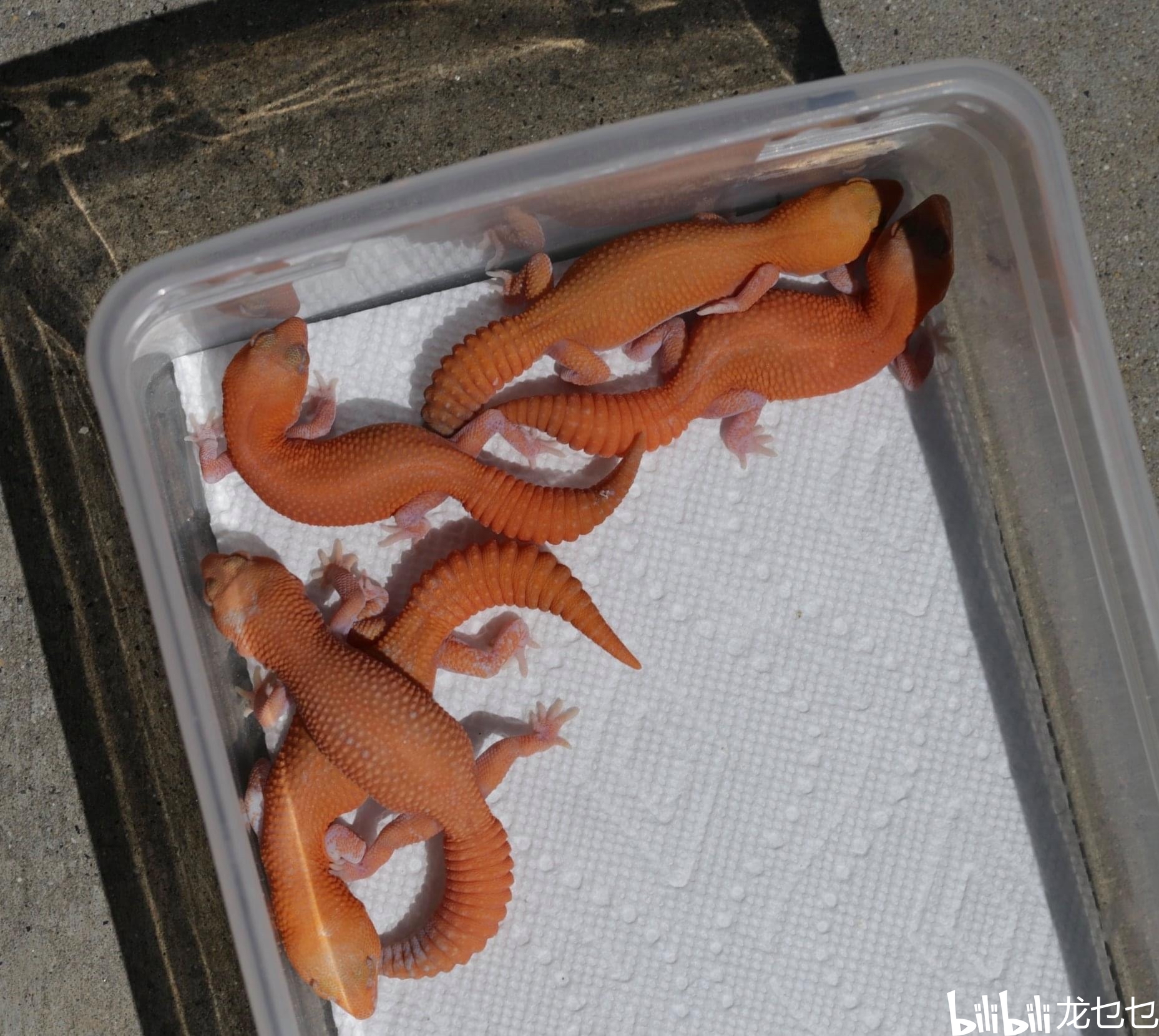 国外肥尾守宫欣赏1