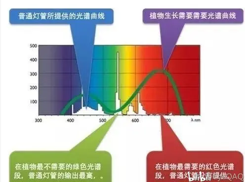 多肉植物 补光灯是否对肉肉有效 该如何选择补光灯 多肉硬核科普 哔哩哔哩