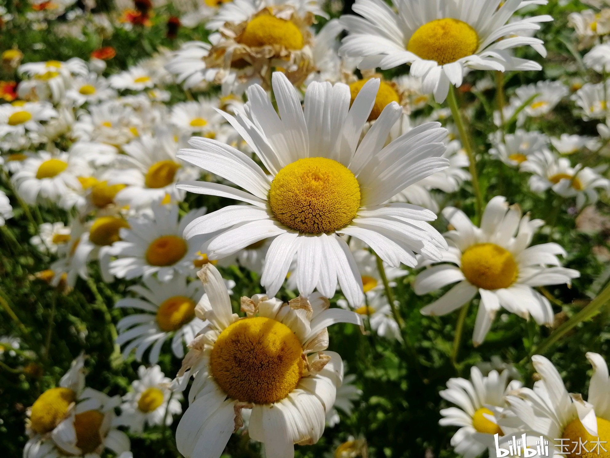 大雏菊,吉林省大青山